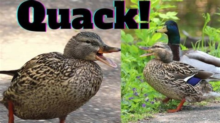 Why do ducks quack a lot?