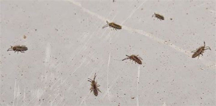 Why do springtails come out at night?