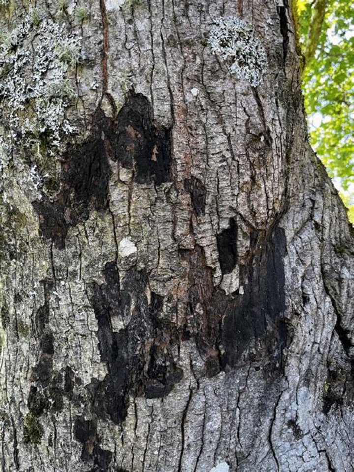 Why does my maple tree have black bark?