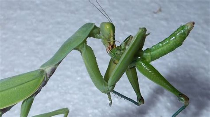 Will a praying mantis eat a grasshopper?